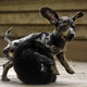 Image for article titled Puppy Play Isn't A Dog-Eat-Dog World • Love Texts Score With Nigerians